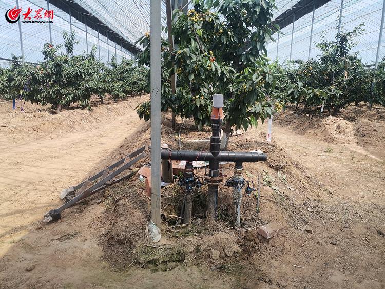 尊龙凯时网站：胶州：全程全面机械化绘就设施农业高质量发展新丰景