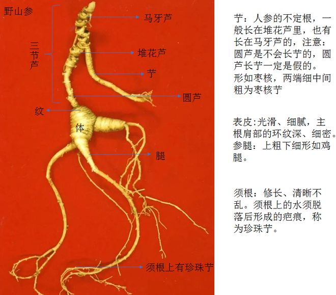 “参”差不齐：入冬后的第一根人参你选对了吗？(图6)