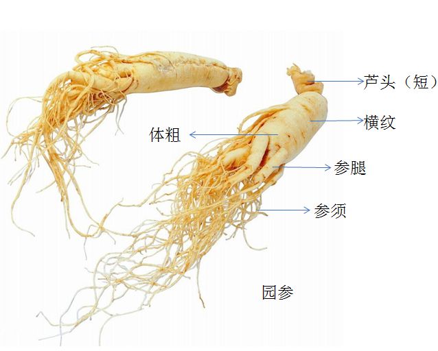 “参”差不齐：入冬后的第一根人参你选对了吗？(图7)