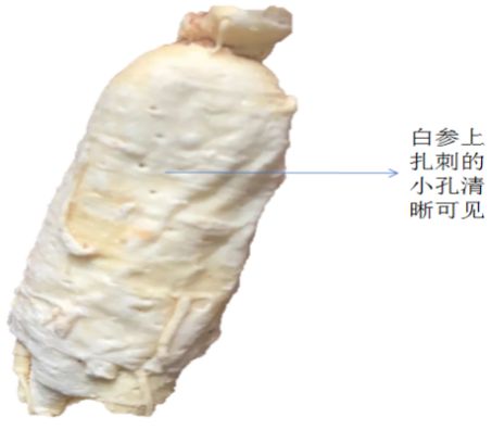 “参”差不齐：入冬后的第一根人参你选对了吗？(图9)