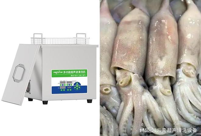 z6尊龙·凯时：超声波清洗机处理鱿鱼嫩化的原理