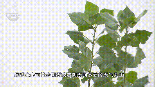 尊龙凯时网站：台风“康妮”再加强！这周昆明天气…(图4)