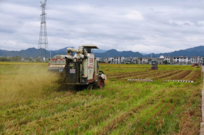 z6尊龙·凯时：黄山市徽州区：田间学技强本领观摩绘就新“丰”景(图2)