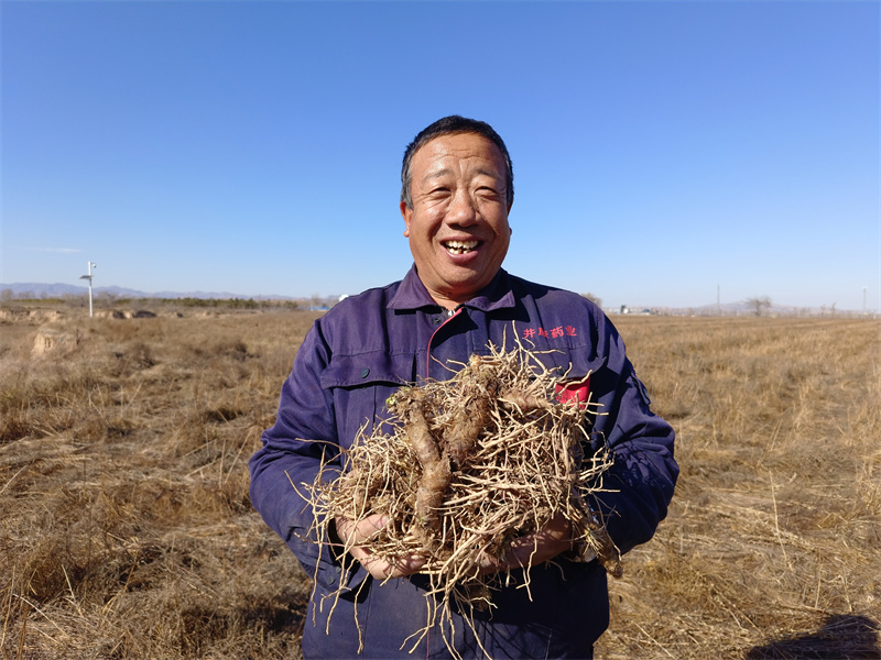 尊龙凯时网站：燕赵环保世纪行丨张家口市蔚县小贯头村：药香漫乡野产业开新路