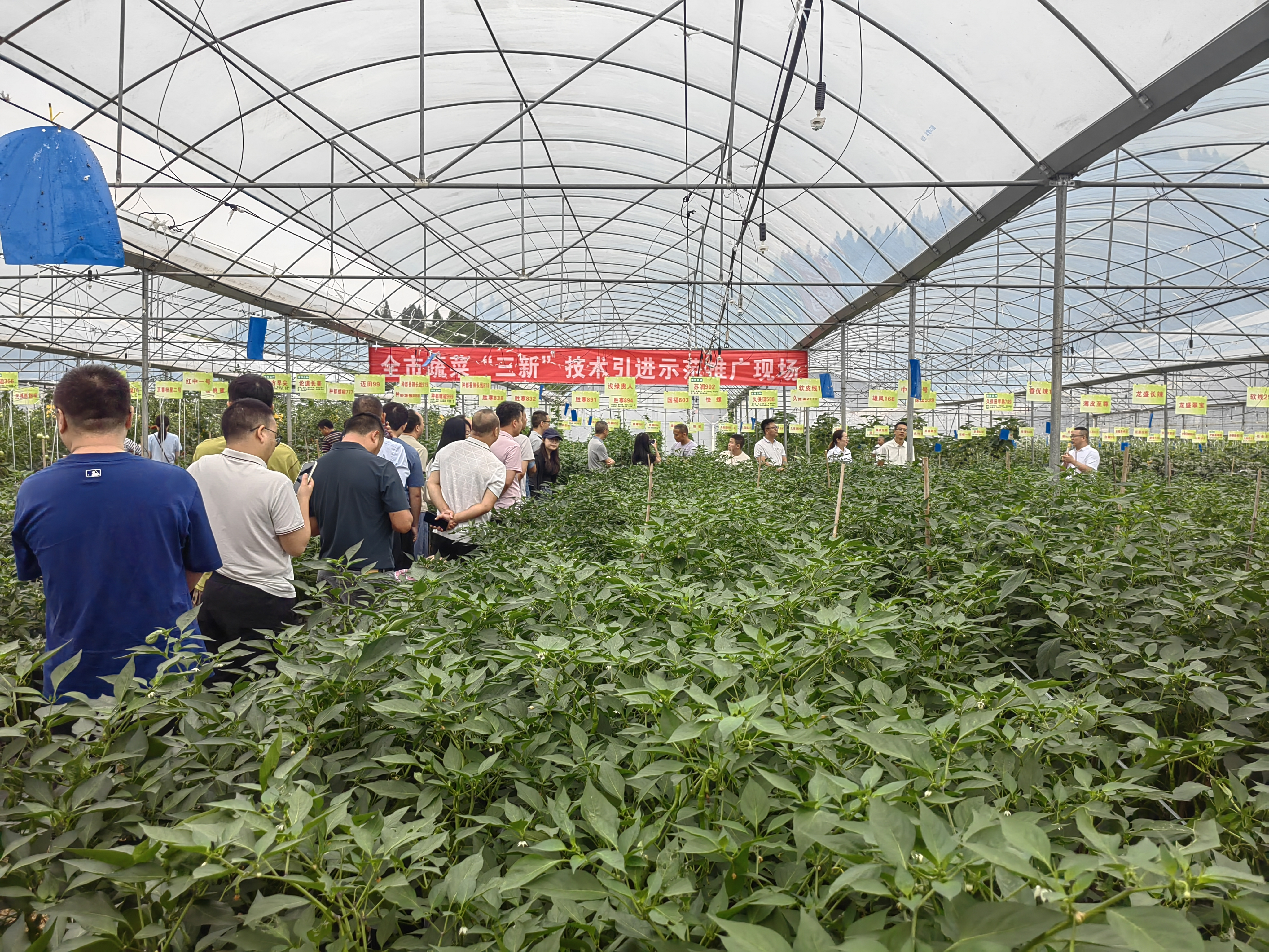 全市蔬菜产业建圈强链工作暨“三新”技术引进示范推广培训会顺利召开